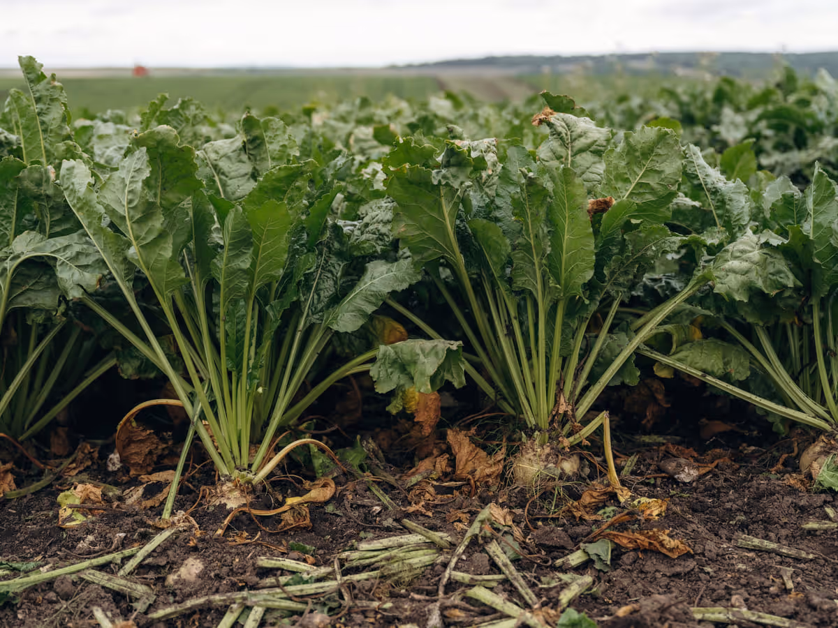 Rows of leafy crops growing in dark soil