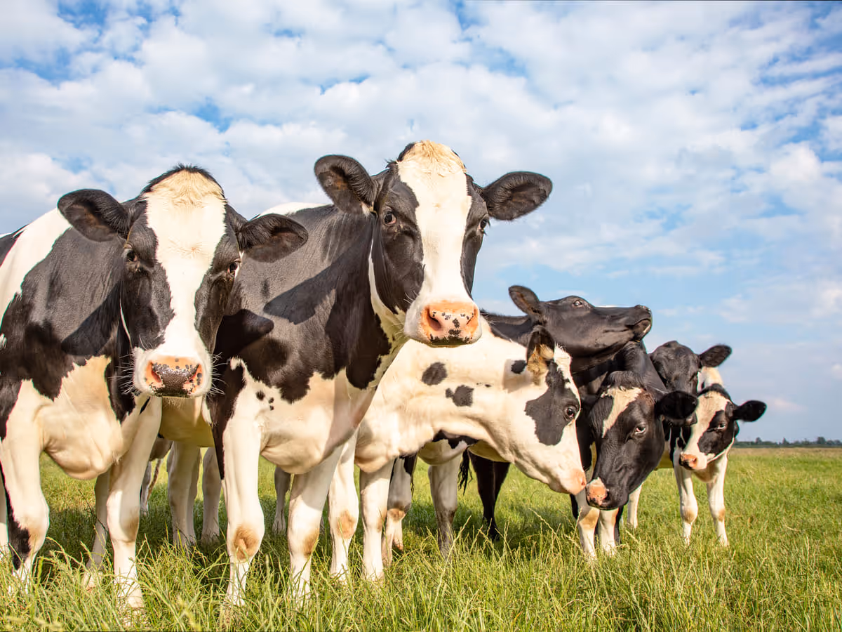 A herd of dairy cows in a green pasture under a blue sky