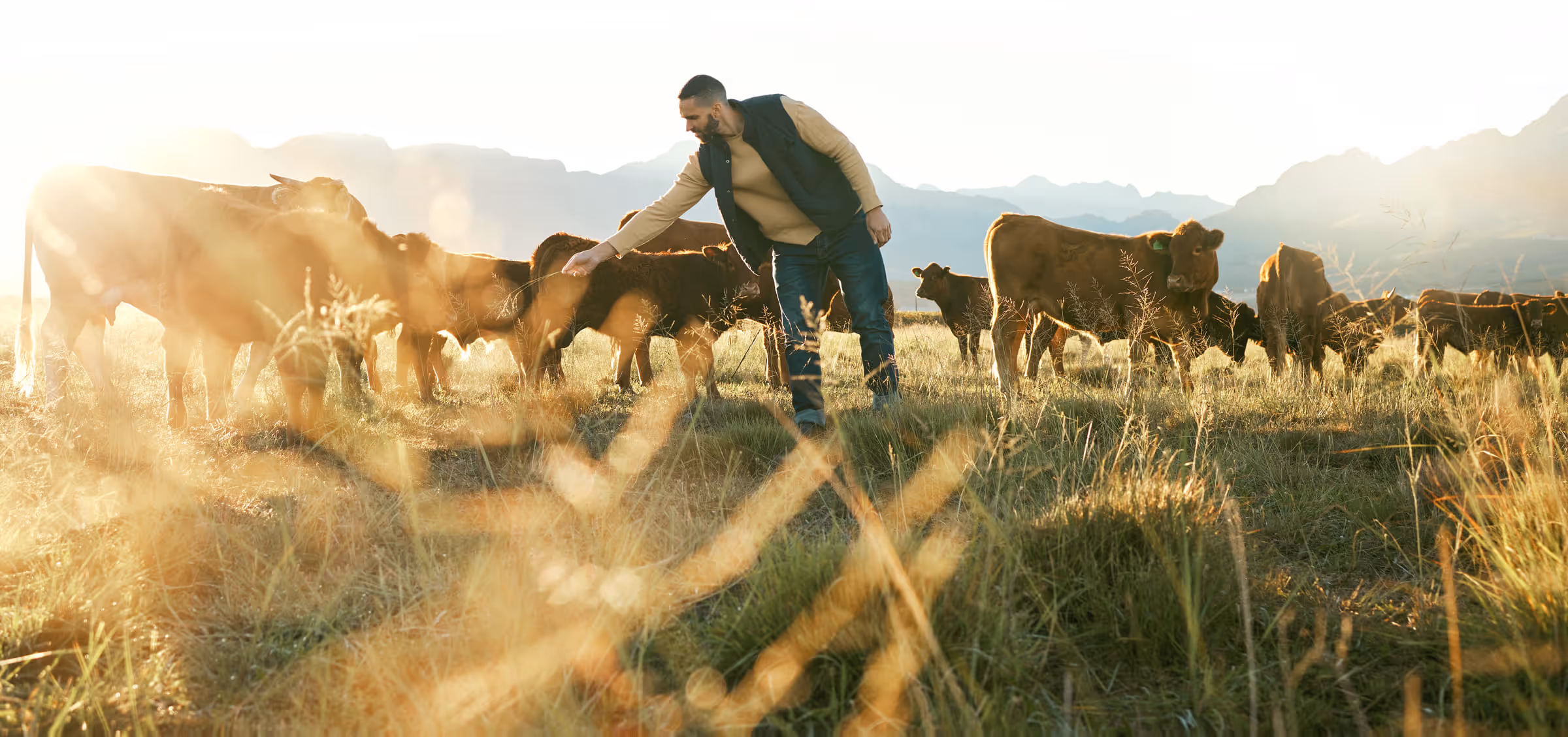 A farmer walking among cattle in a sunlit pasture