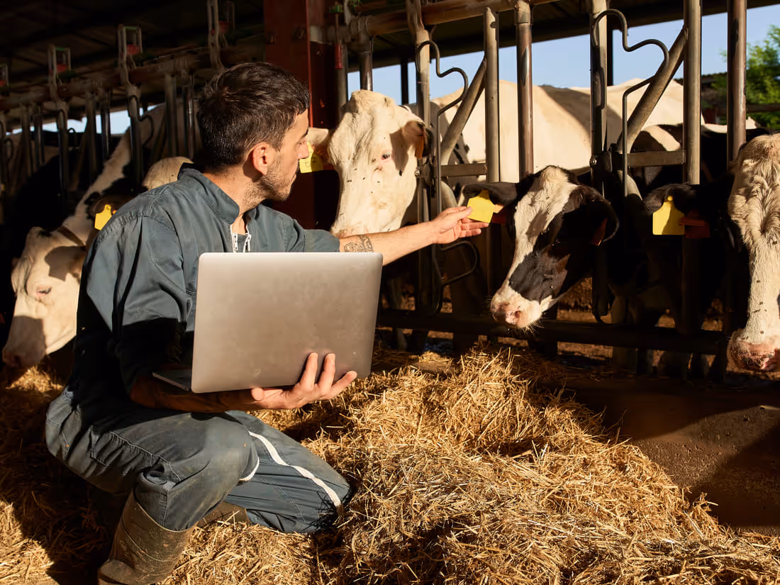A farmer reviewing data on a laptop beside dairy cows