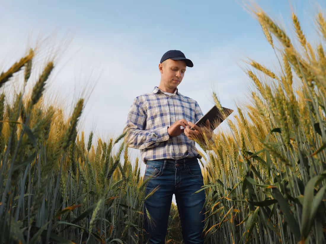A farmer using a tablet in a ripening cereal crop