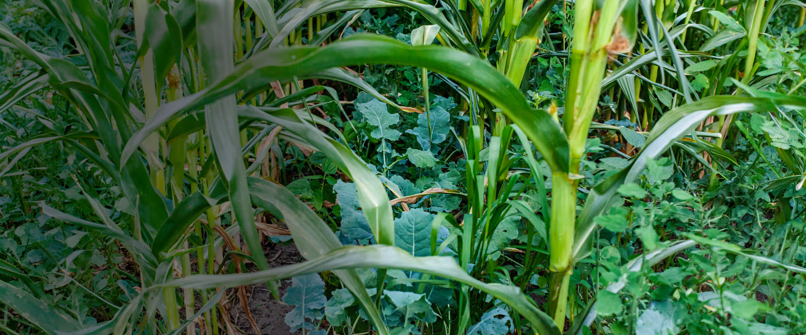 Maize and companion crops growing densely in a field
