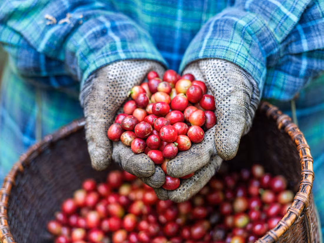Gloved hands holding freshly picked coffee cherries above a woven basket