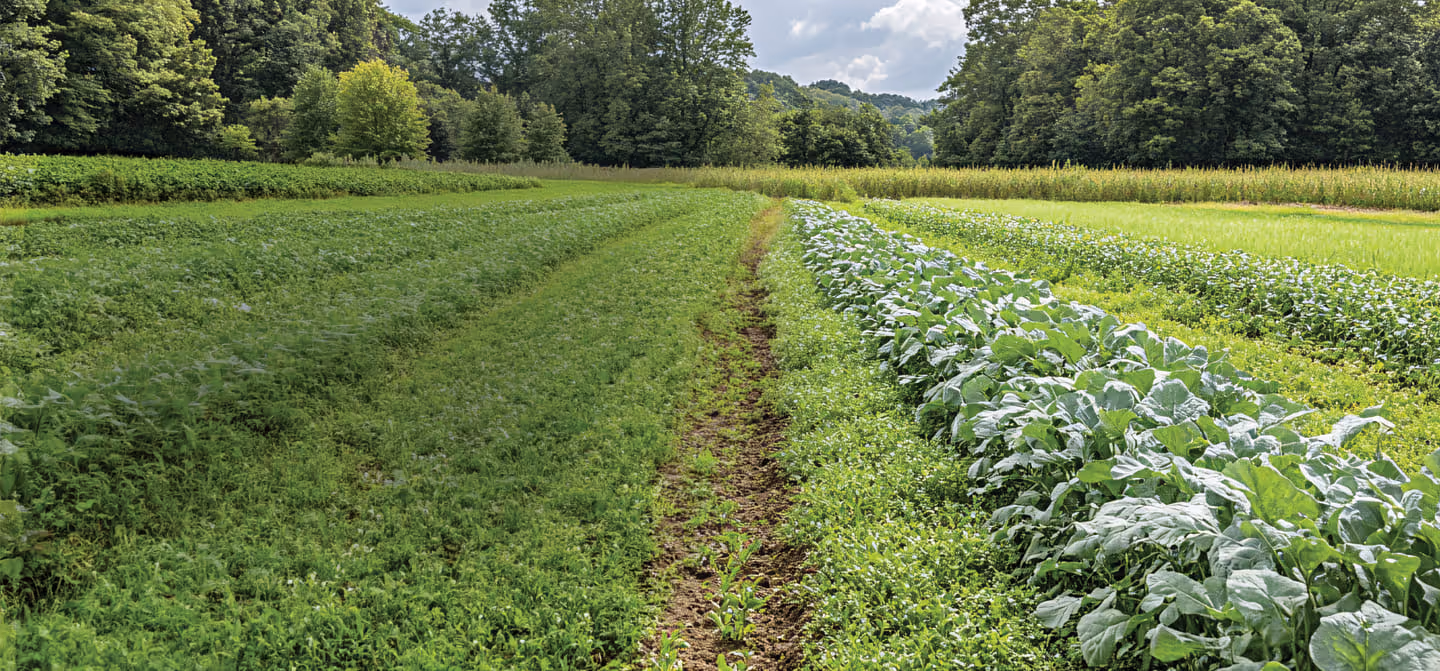 A broad field of young crops under an open sky